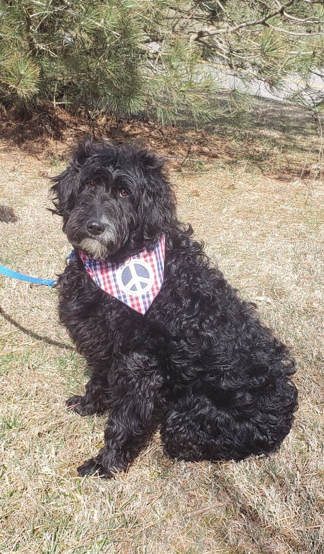 EMORY OLIVER AUSSIEDOODLE