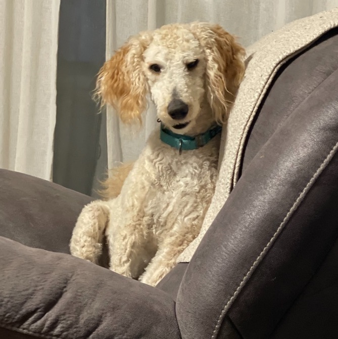 Willy, an adopted Goldendoodle in Newton, IL_image-1