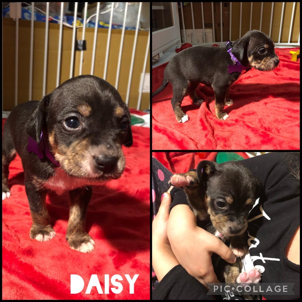 Daisy