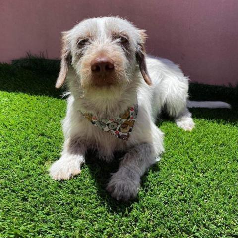 Hugo, an adoptable Poodle & Terrier Mix in San Diego, CA_image-1