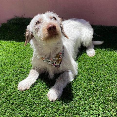Hugo, an adoptable Poodle & Terrier Mix in San Diego, CA_image-2