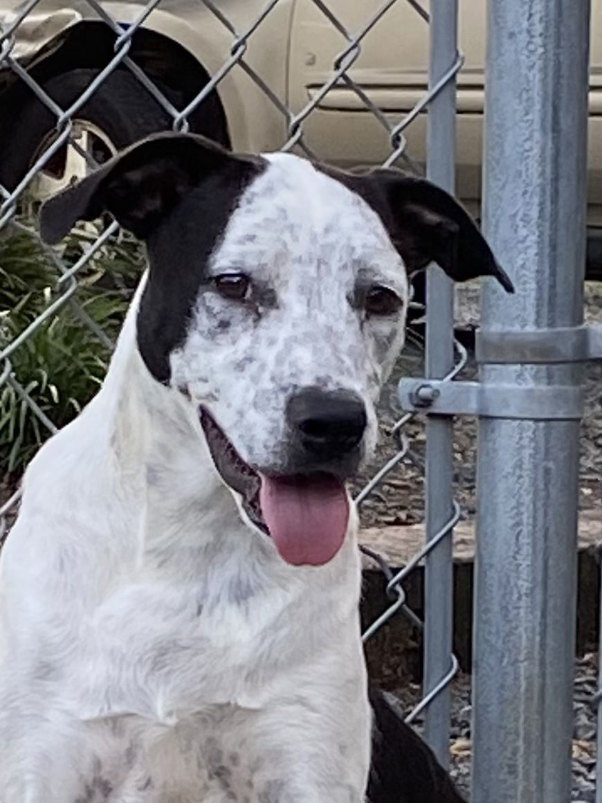 Crash, an adoptable Border Collie in Albemarle, NC, 28001 | Photo Image 1