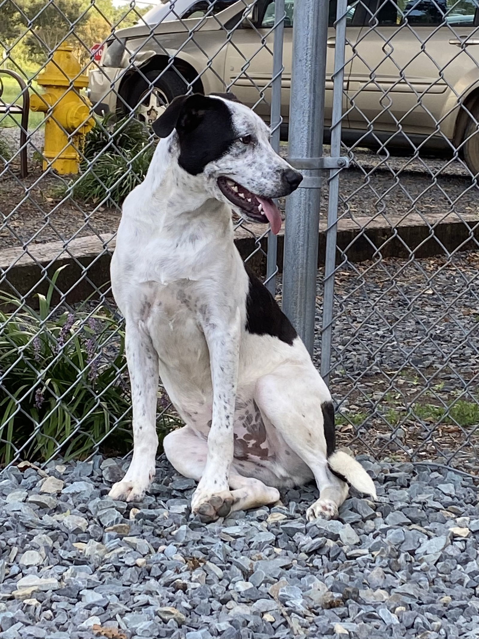 Crash, an adoptable Border Collie in Albemarle, NC, 28001 | Photo Image 2