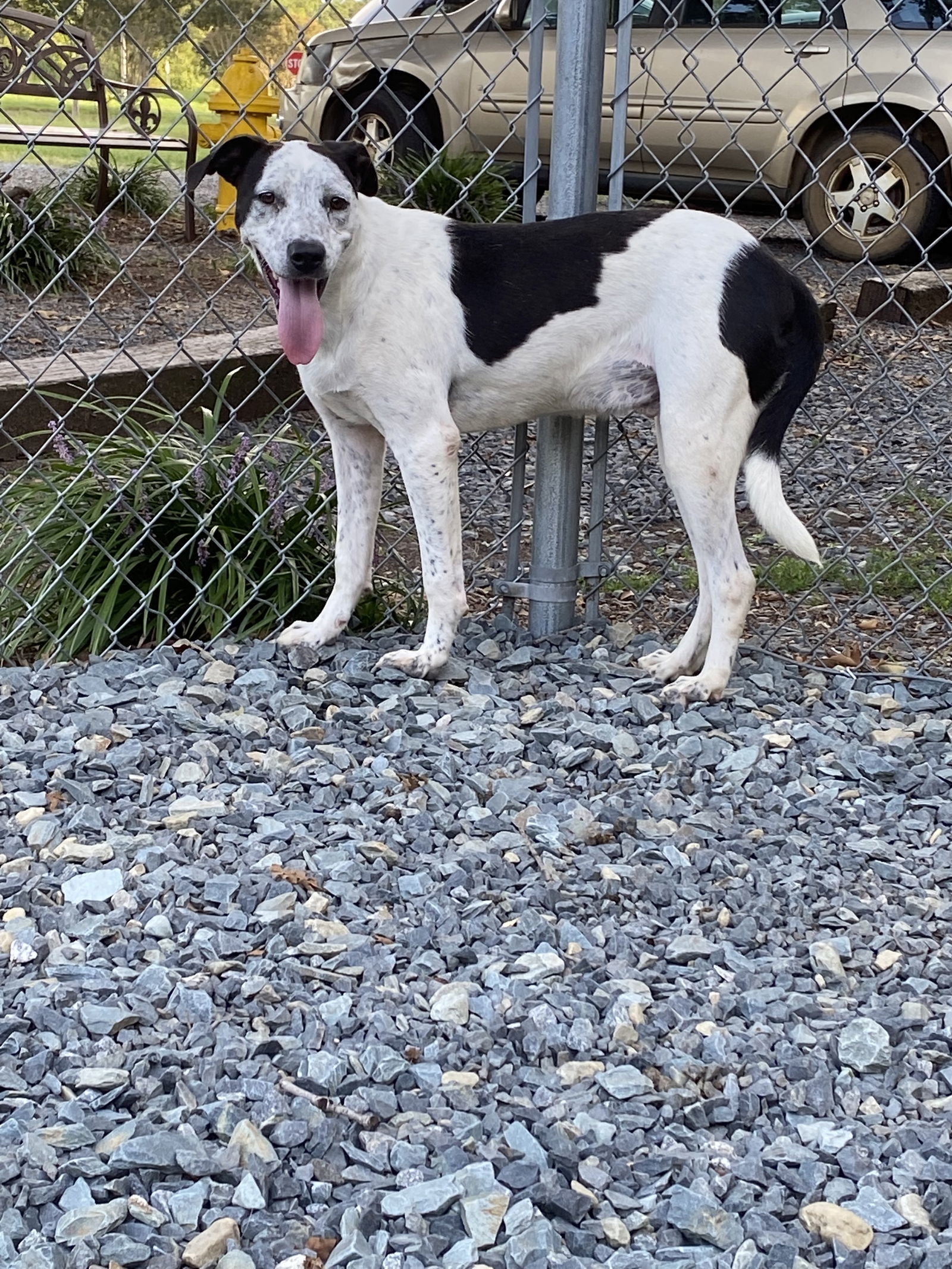 Crash, an adoptable Border Collie in Albemarle, NC, 28001 | Photo Image 3