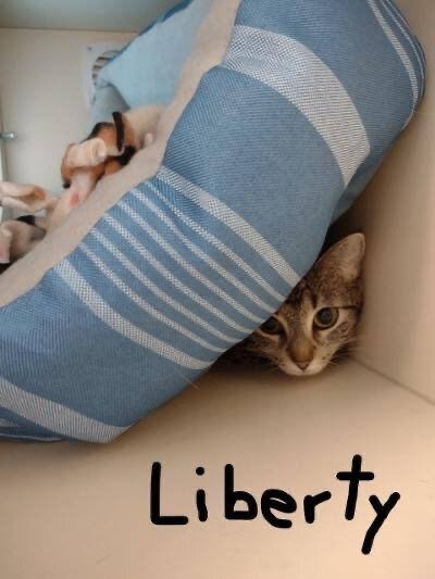 Liberty, an adoptable Domestic Short Hair in Danbury, CT_image-4