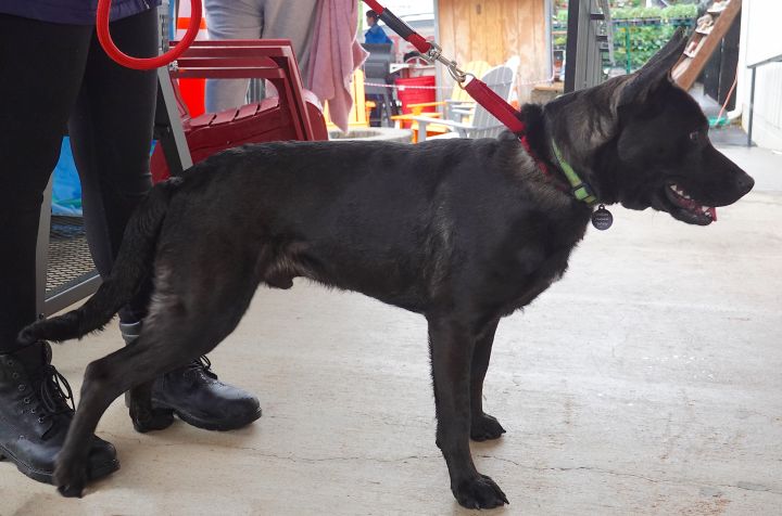 Smokey, an adoptable German Shepherd Dog Mix in Bedford, VA_image-4