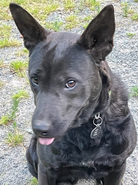 Smokey, an adoptable German Shepherd Dog Mix in Bedford, VA_image-5