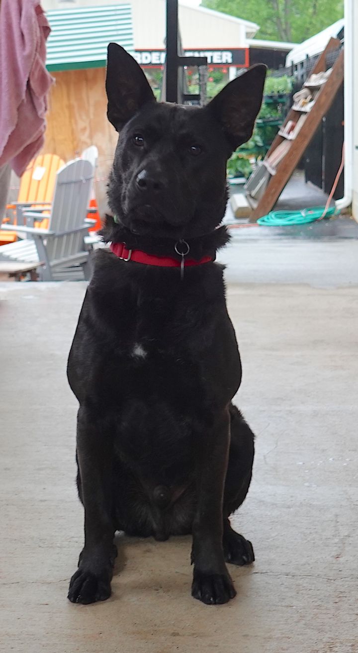 Smokey, an adoptable German Shepherd Dog Mix in Bedford, VA_image-6