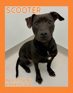 Scooter