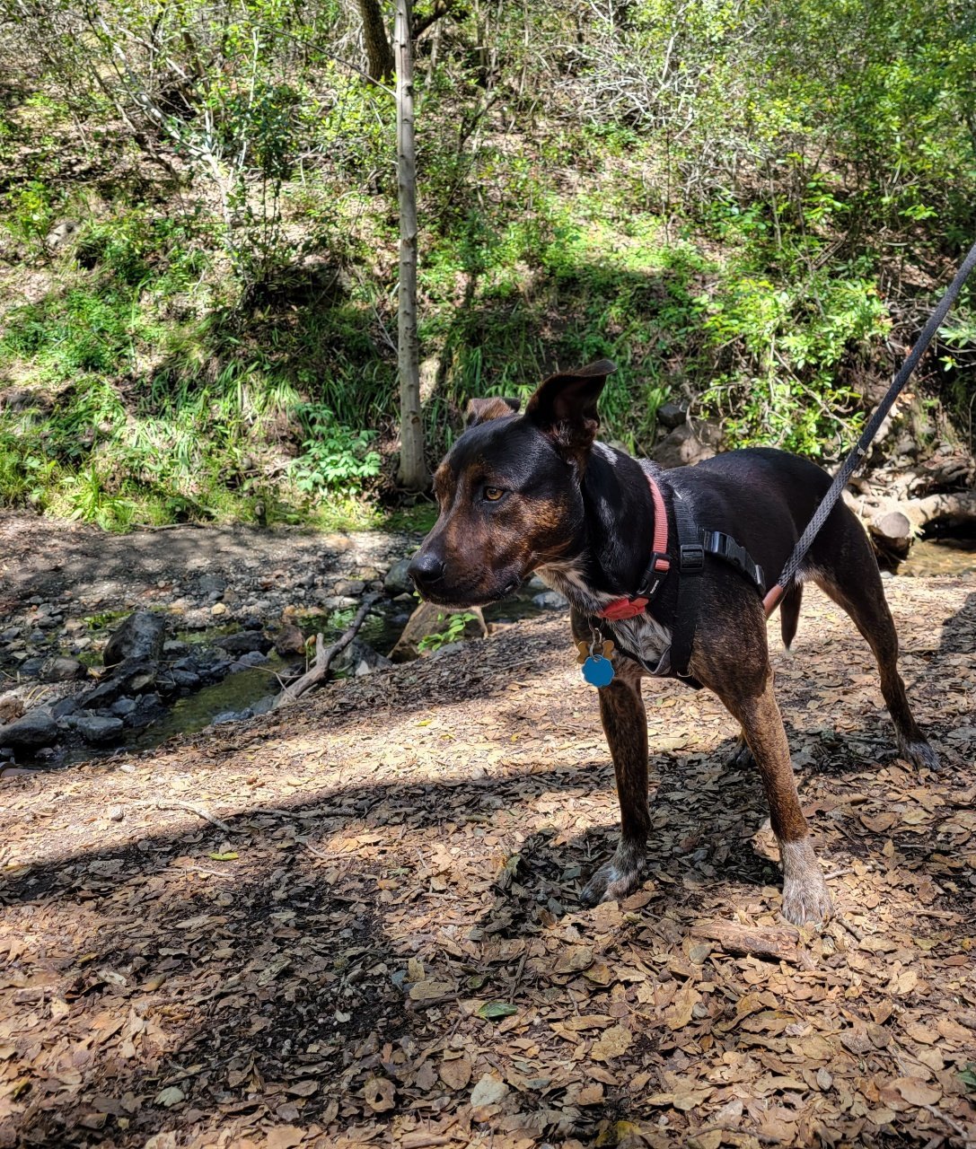 Alexis - Schitts Creek Litter