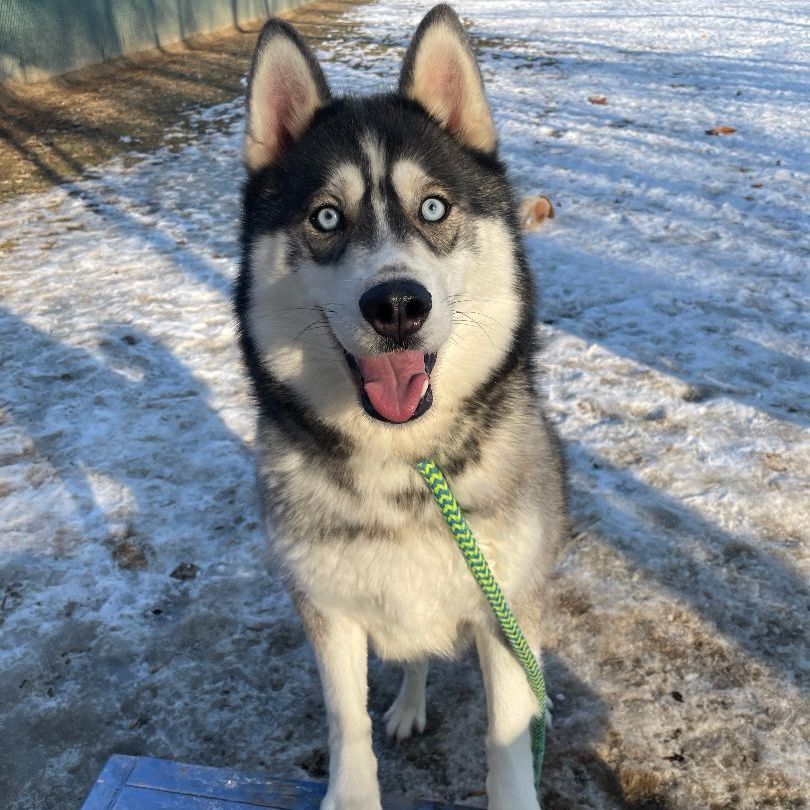 Draco (Rescue or Husky Experienced Adopter)