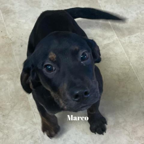 Marco