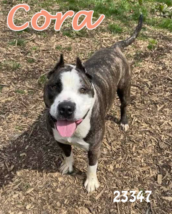 Cora