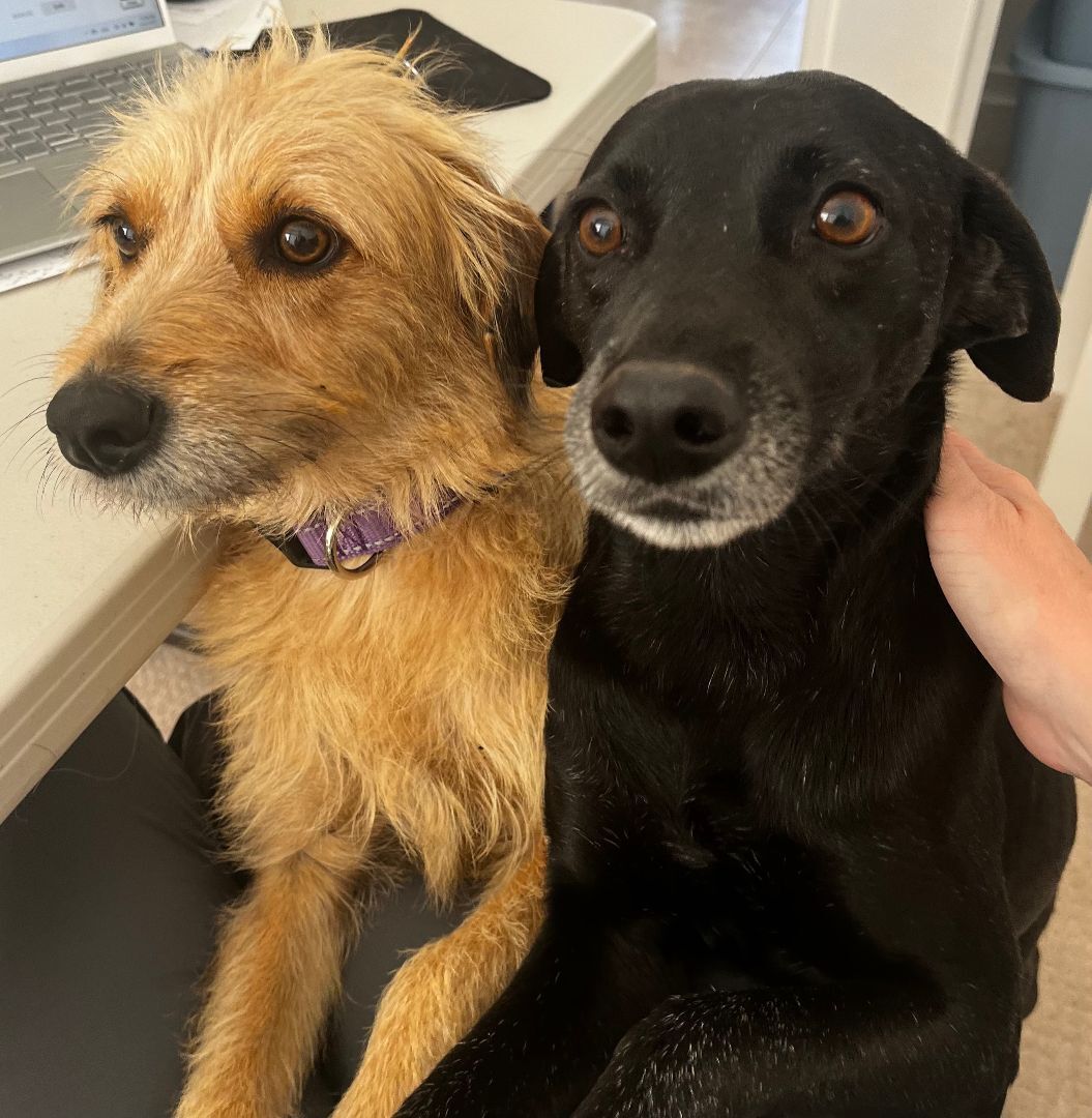 Rosy & Jim BONDED PAIR