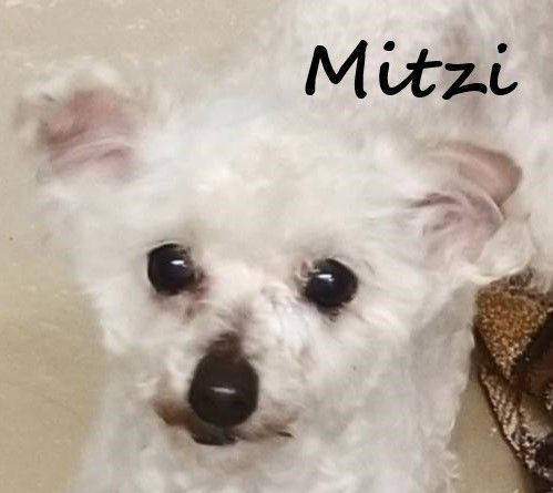 Mitzi - Hospice or Foster
