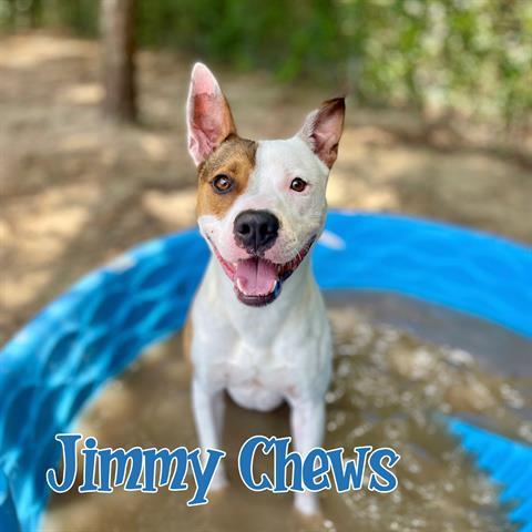 JIMMY CHEWS