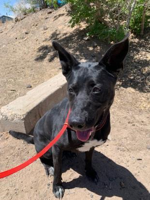 SADIE, an adoptable Australian Cattle Dog / Blue Heeler, German Shepherd Dog in Albuquerque, NM, 87112 | Photo Image 1