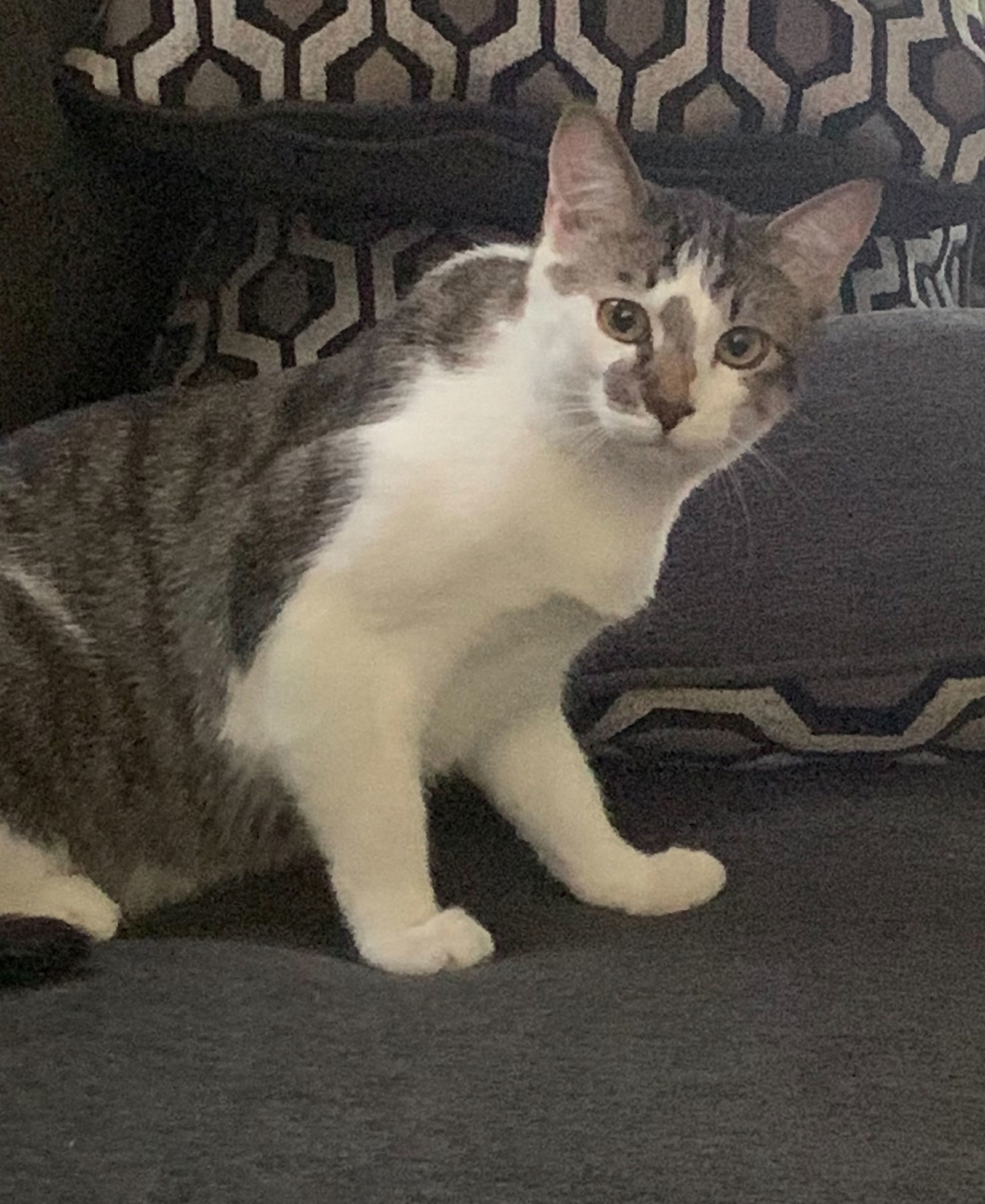 Smudge, an adoptable Domestic Short Hair, Tabby in Morgan Hill, CA, 95038 | Photo Image 1