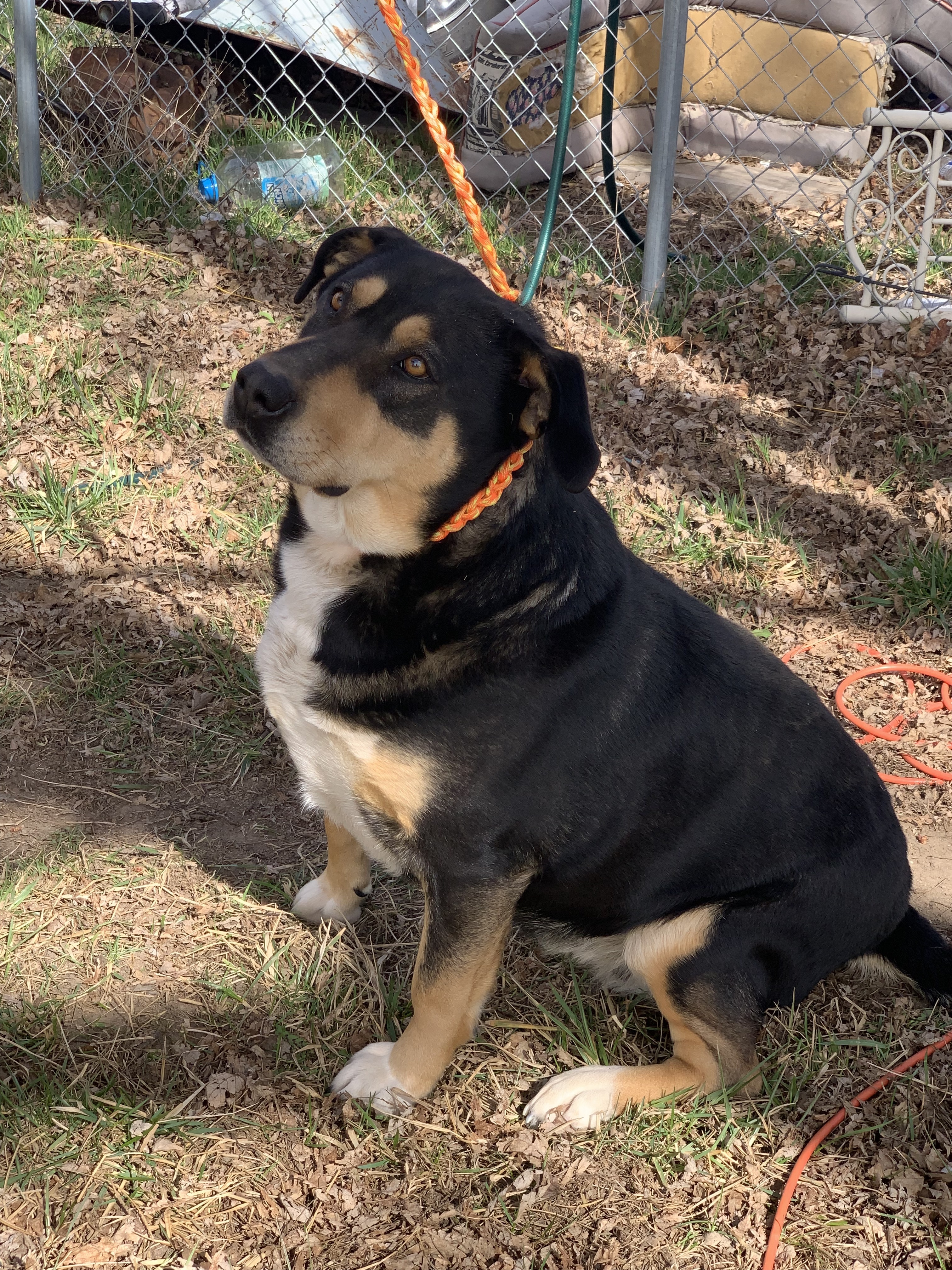 Star, an adoptable Rottweiler, Labrador Retriever in Boise, ID, 83702 | Photo Image 2
