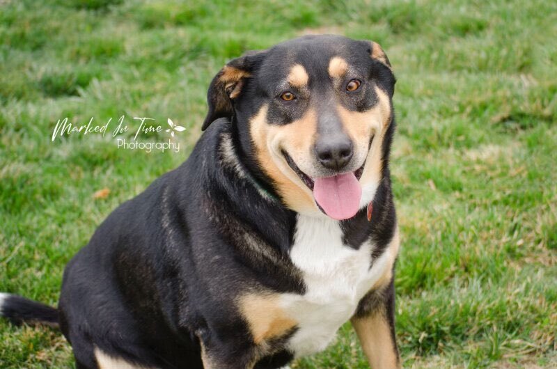 Star, an adoptable Rottweiler, Labrador Retriever in Boise, ID, 83702 | Photo Image 1