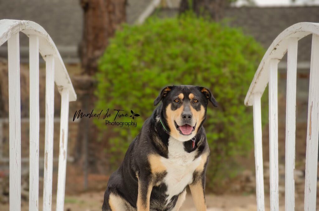 Star, an adoptable Rottweiler, Labrador Retriever in Boise, ID, 83702 | Photo Image 3
