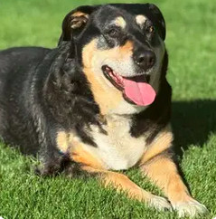 Star, an adoptable Rottweiler, Labrador Retriever in Boise, ID, 83702 | Photo Image 4