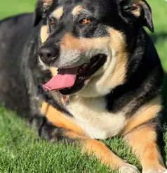 Star, an adoptable Rottweiler, Labrador Retriever in Boise, ID, 83702 | Photo Image 5