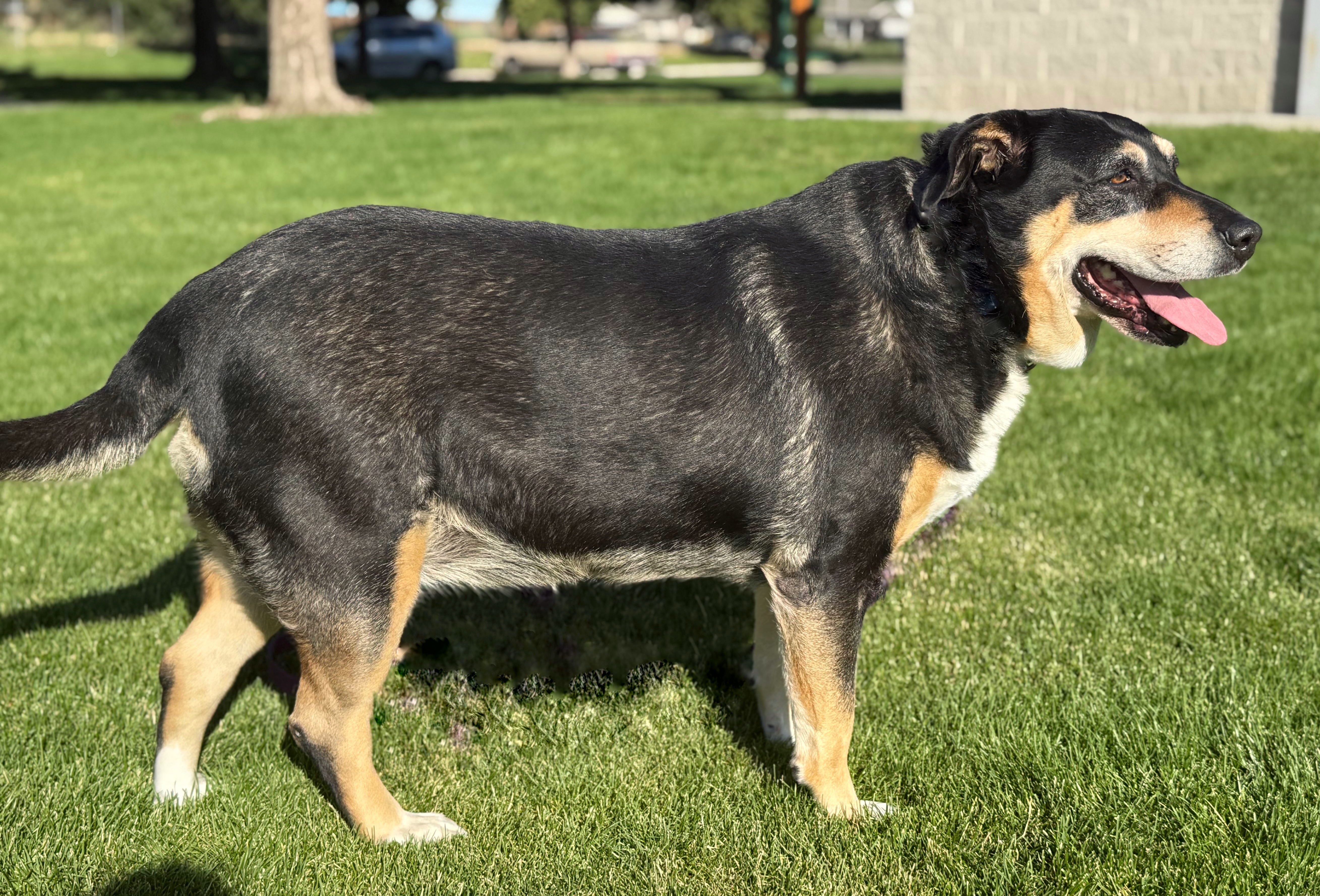 Star, an adoptable Rottweiler, Labrador Retriever in Boise, ID, 83702 | Photo Image 6