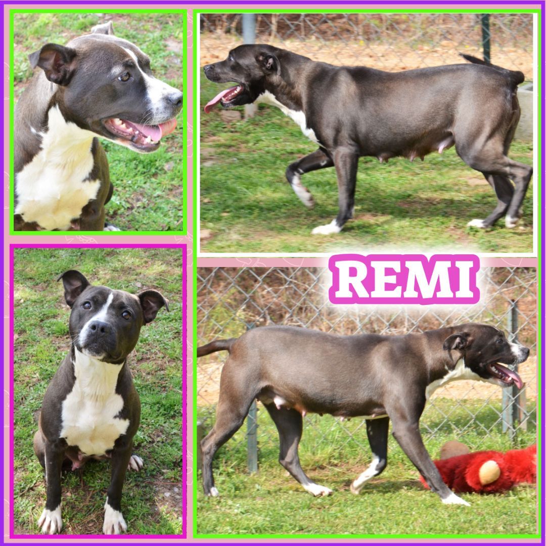 Remi