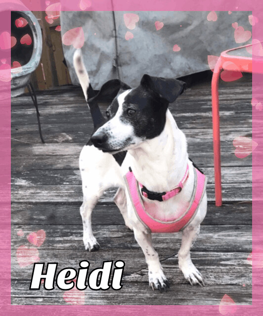 Heidi