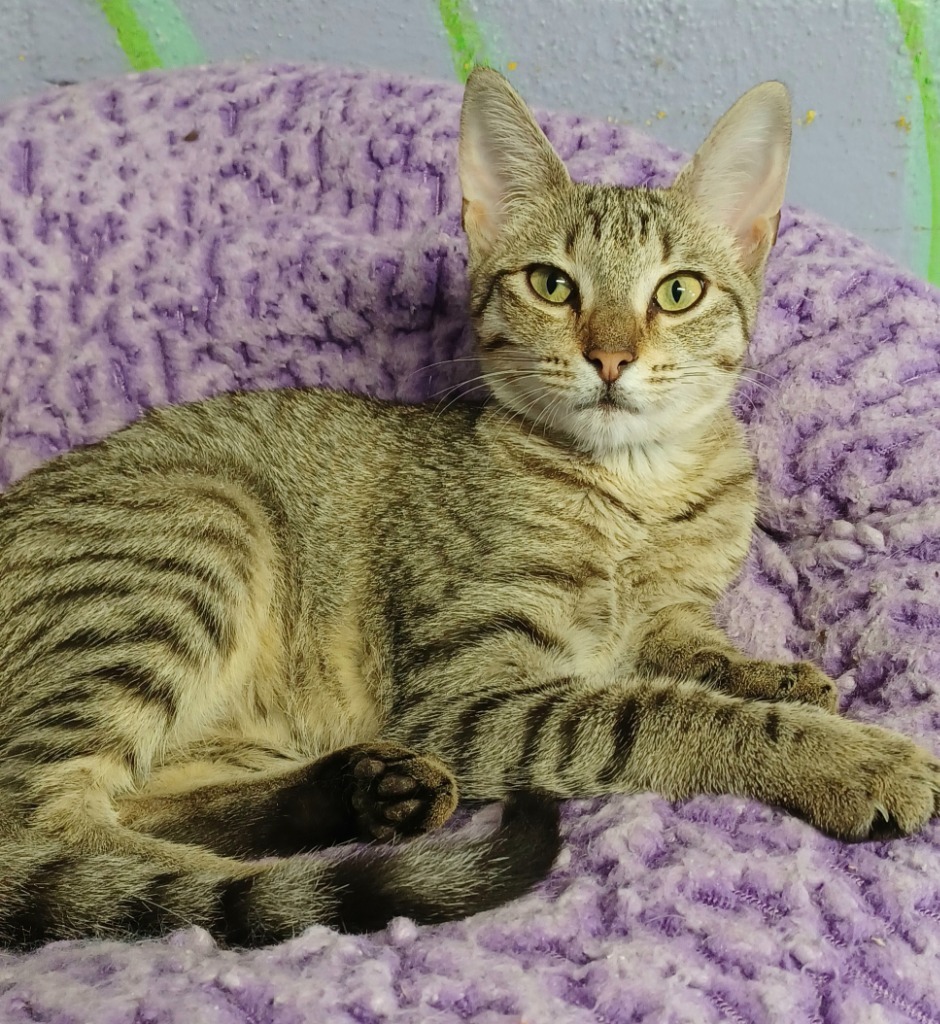 Drumstick, an adoptable Domestic Short Hair, Tabby in Fort Lauderdale, FL, 33304 | Photo Image 1