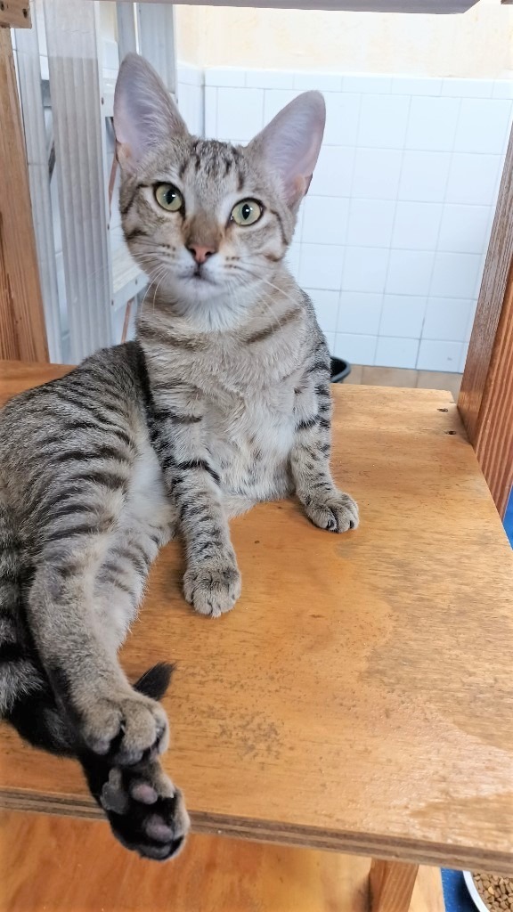 Drumstick, an adoptable Domestic Short Hair, Tabby in Fort Lauderdale, FL, 33304 | Photo Image 2