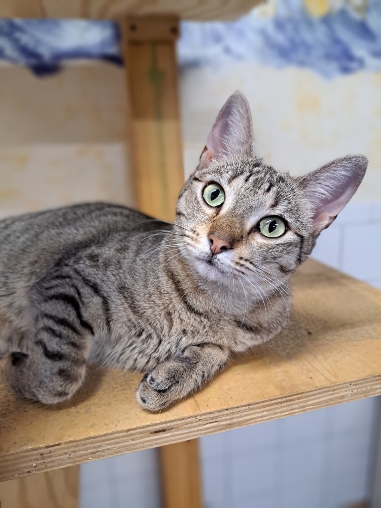 Drumstick, an adoptable Domestic Short Hair, Tabby in Fort Lauderdale, FL, 33304 | Photo Image 3
