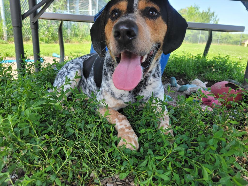 Ranger, an adoptable Cattle Dog, Beagle in Sprakers, NY, 12166 | Photo Image 1