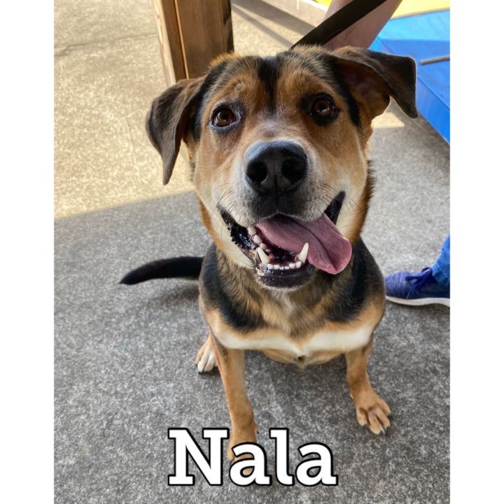 Nala, an adoptable Rottweiler & Shepherd Mix in Waynesburg, PA_image-1