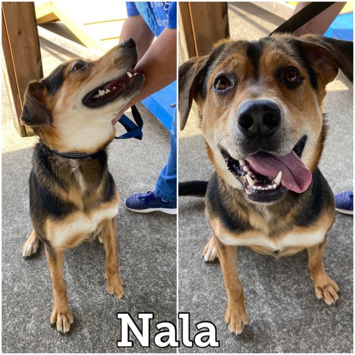 Nala, an adoptable Rottweiler & Shepherd Mix in Waynesburg, PA_image-2