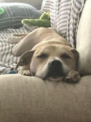 Heidi (GA) Pit Bull Terrier Dog