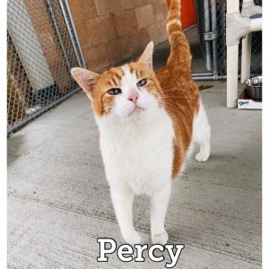 Percy