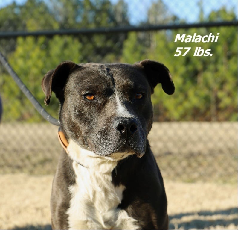 Malachi