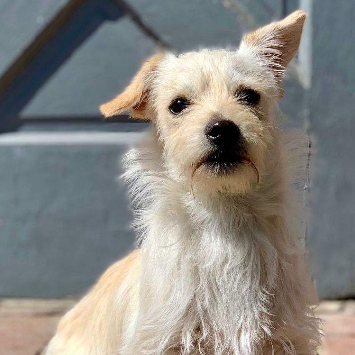 Ryan, an adopted Terrier & Maltese Mix in Beverly Hills, CA_image-1