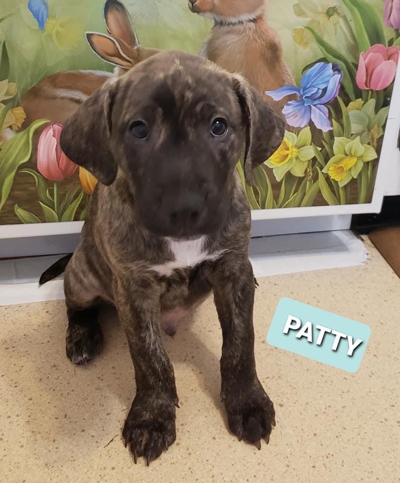 Patty (Irish litter)