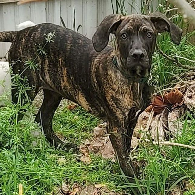 Linus, an adopted Plott Hound & Pointer Mix in Oklahoma City, OK_image-2