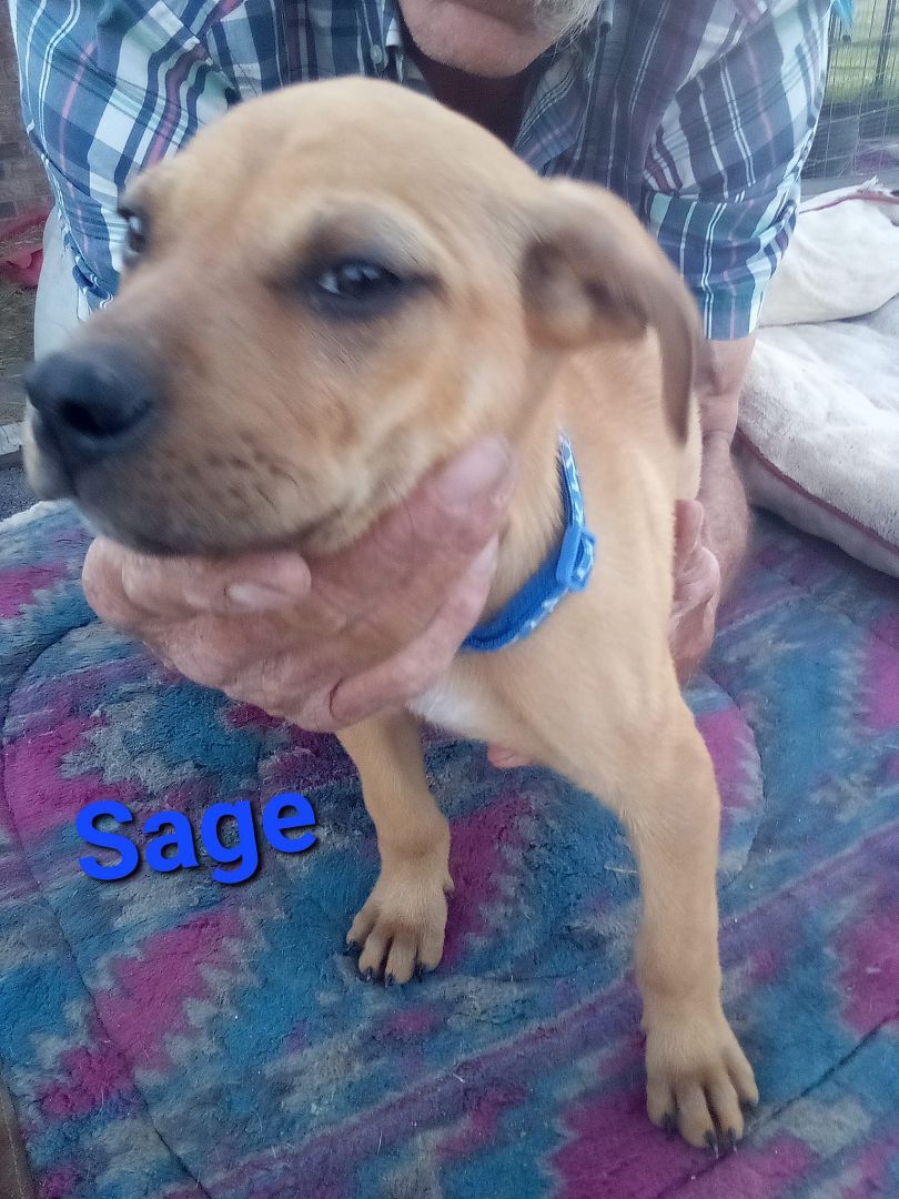 Sage