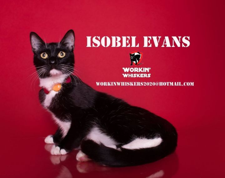 ISOBEL EVANS, an adopted Tuxedo & Domestic Short Hair Mix in Palm Desert, CA_image-1