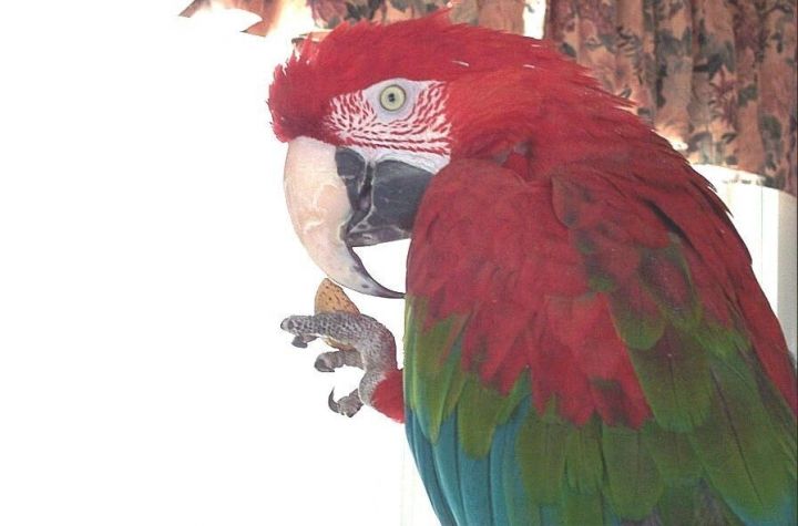 Itty Bit, an adopted Macaw in Salt Lake City, UT_image-1