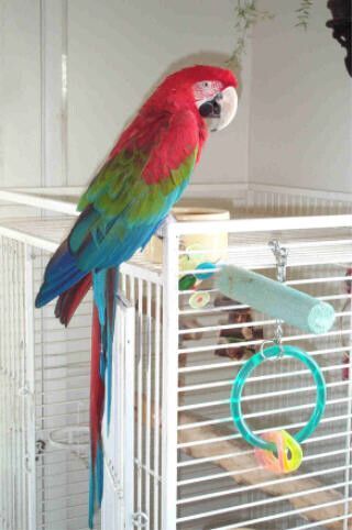 Itty Bit, an adopted Macaw in Salt Lake City, UT_image-2