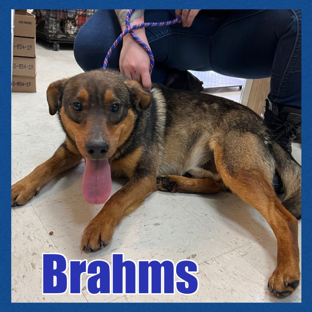 Foster Me! Brahms