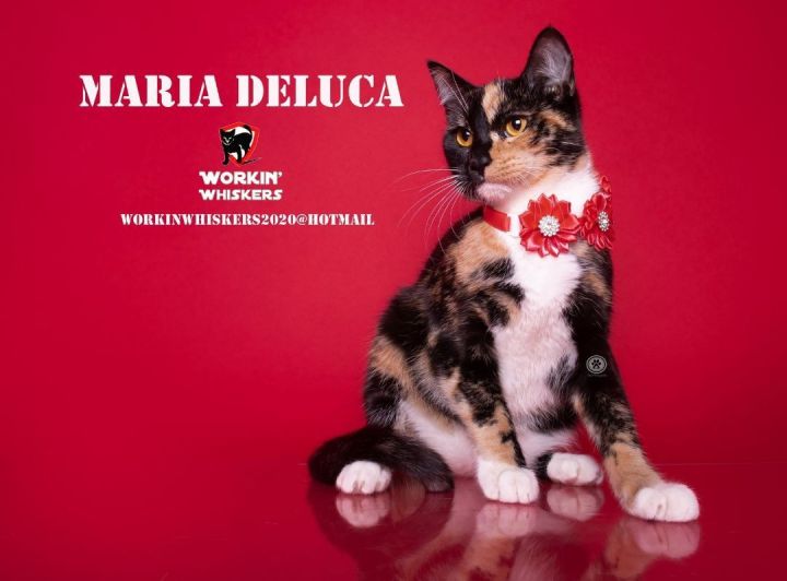 MARIA DELUCA, an adoptable Calico & Domestic Short Hair Mix in Murrieta, CA_image-1