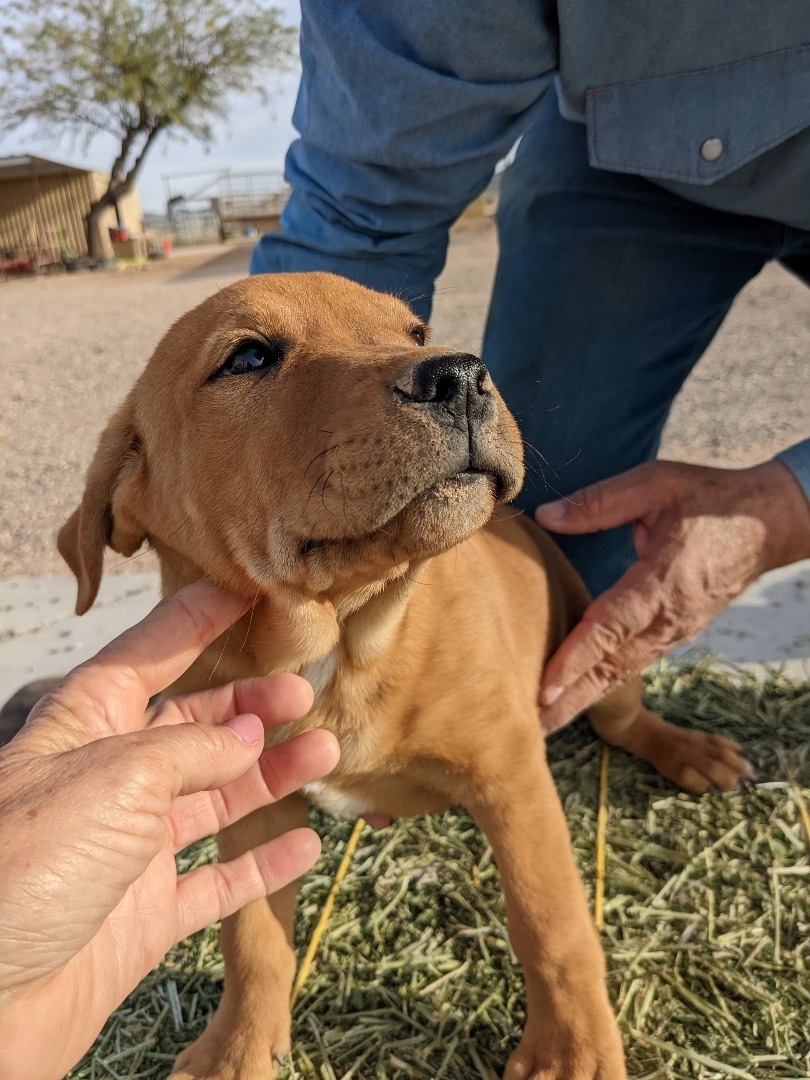 Lab mix puppies