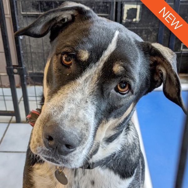 Australian shepherd german store shorthaired pointer mix